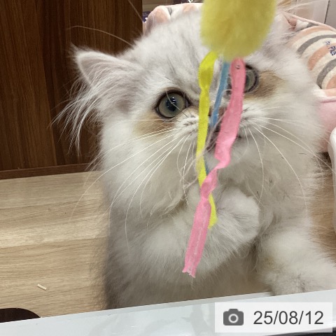 ペルシャの写真