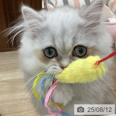 ペルシャの写真