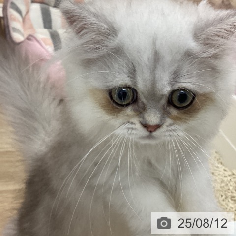 ペルシャの写真