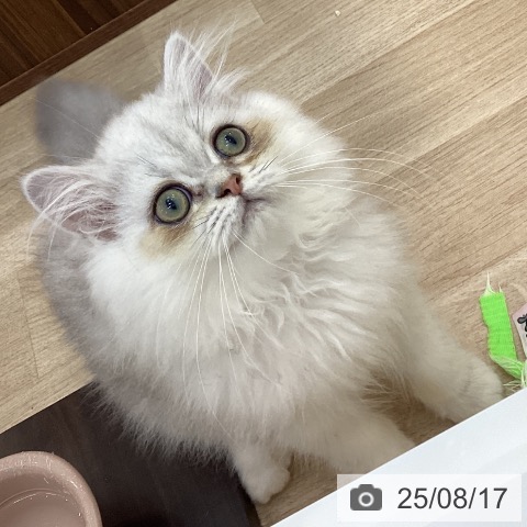 ペルシャの写真
