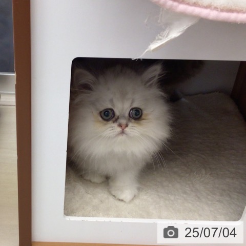 ペルシャの写真