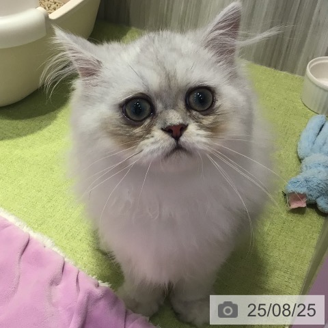 ペルシャの写真