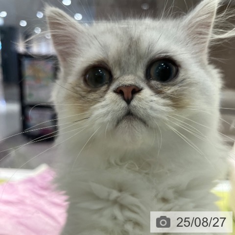 ペルシャの写真
