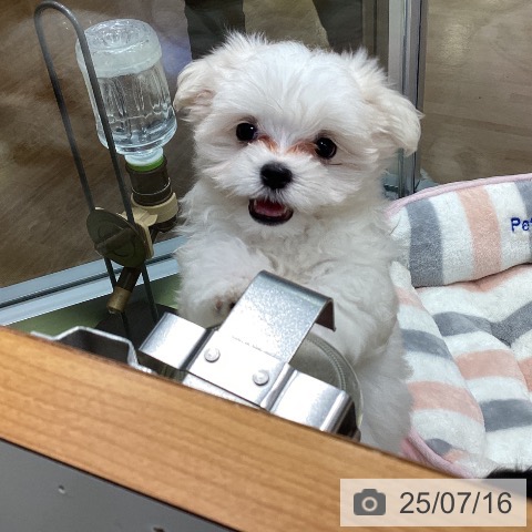 マルチーズの写真