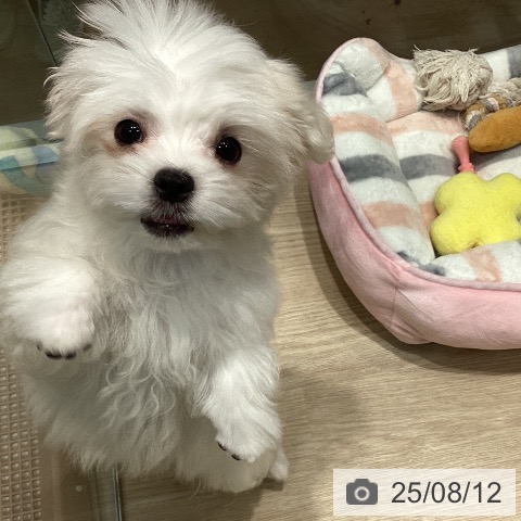 マルチーズの写真
