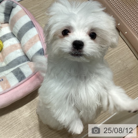マルチーズの写真