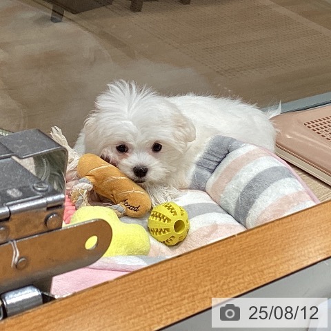 マルチーズの写真