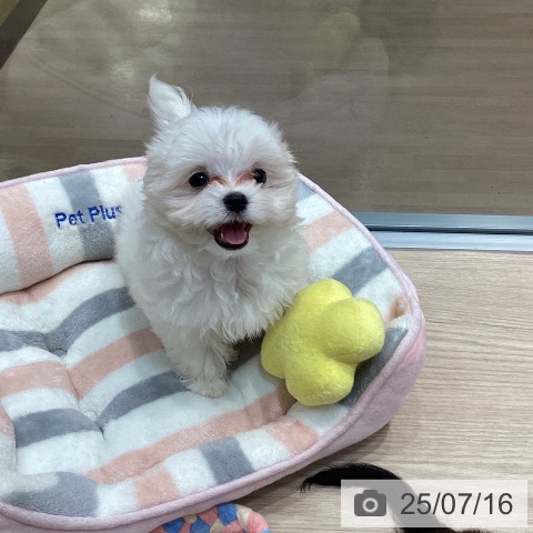 マルチーズの写真
