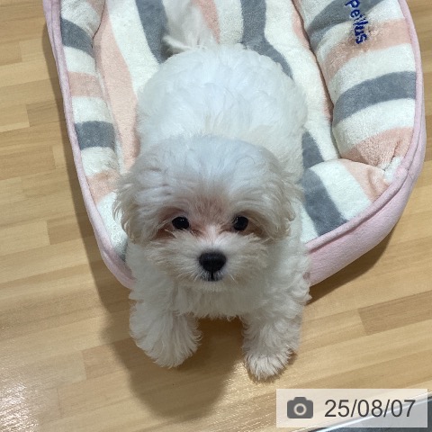 マルチーズの写真