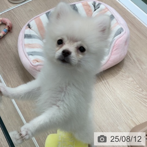 ポメラニアンの写真