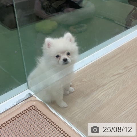 ポメラニアンの写真