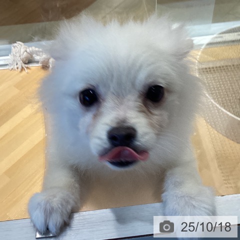 ポメラニアンの写真