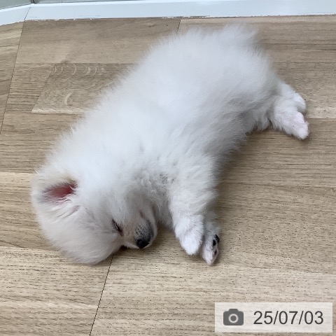 ポメラニアンの写真