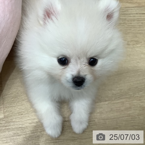 ポメラニアンの写真