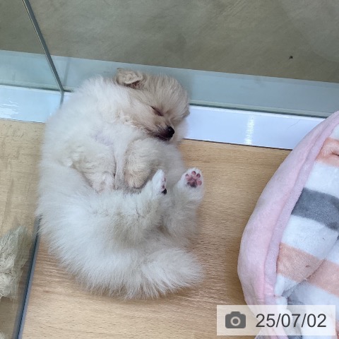 ポメラニアンの写真