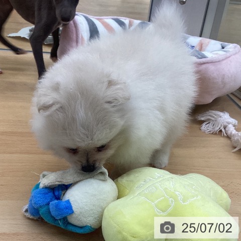 ポメラニアンの写真