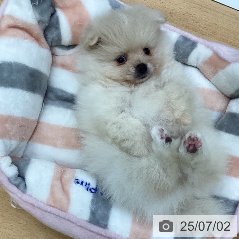 ポメラニアンの写真