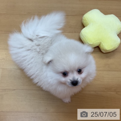 ポメラニアンの写真