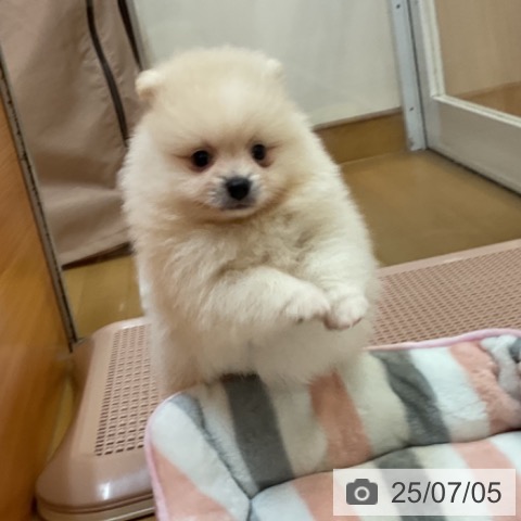 ポメラニアンの写真