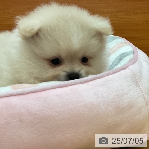 ポメラニアンの写真