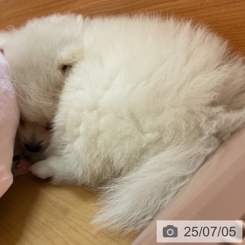 ポメラニアンの写真