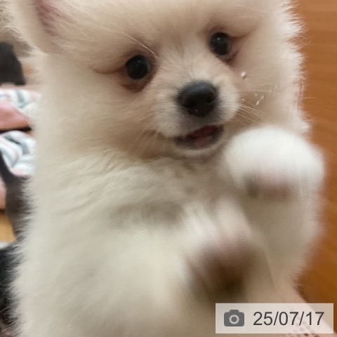 ポメラニアンの写真