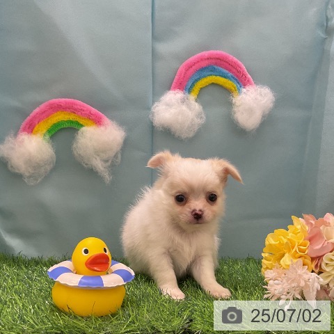 チワワの写真