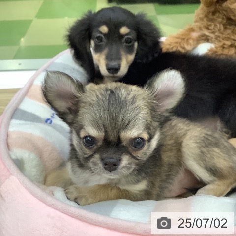 チワワの写真