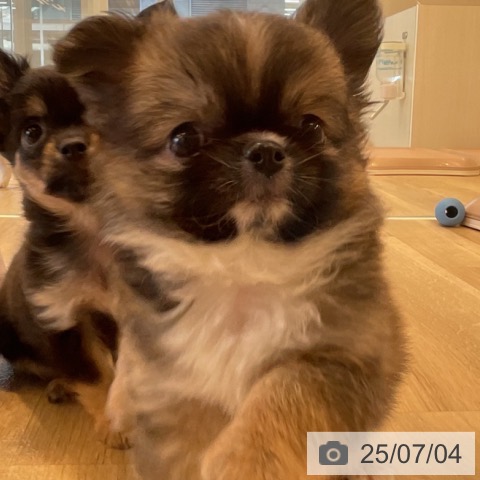 チワワの写真