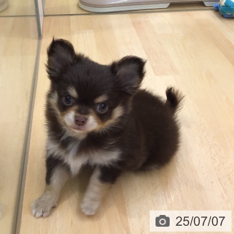 チワワの写真