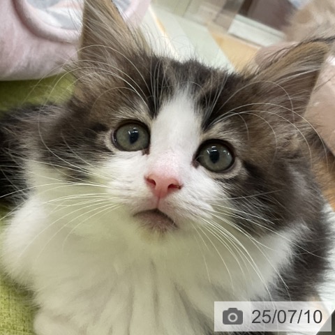 サイベリアンの写真