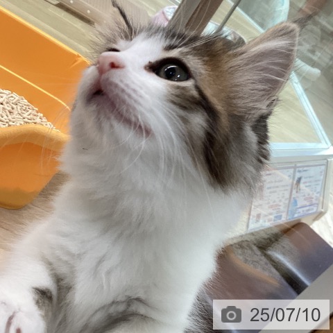 サイベリアンの写真