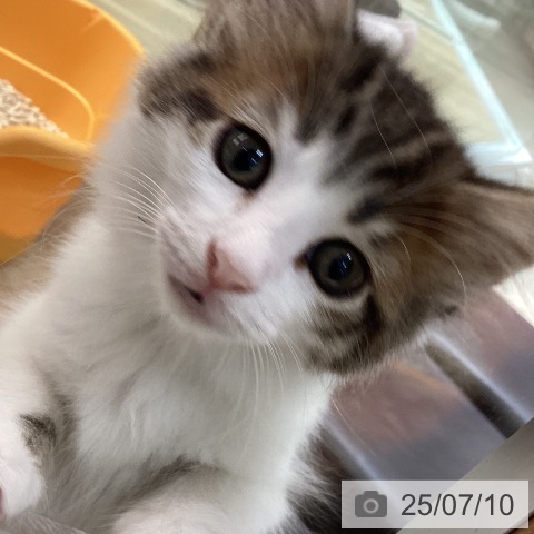サイベリアンの写真