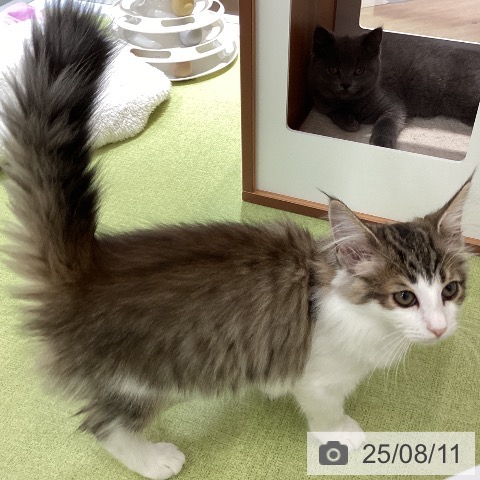 サイベリアンの写真