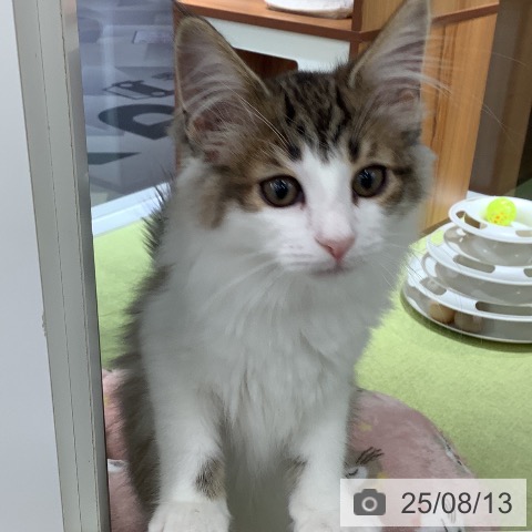 サイベリアンの写真