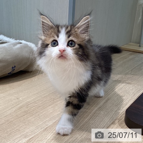 サイベリアンの写真