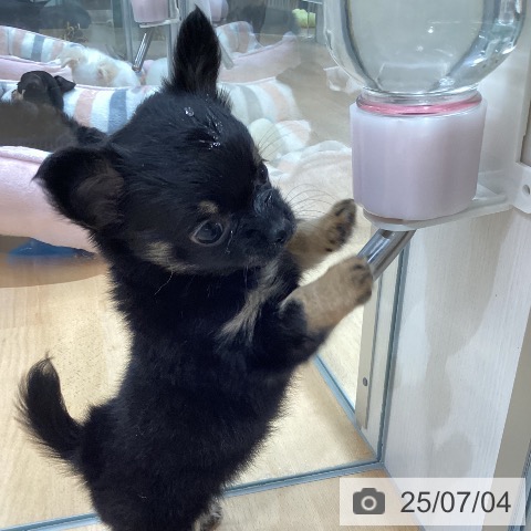 チワワの写真