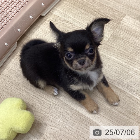 チワワの写真