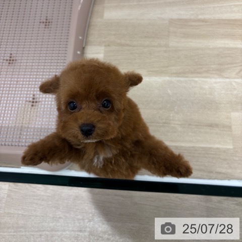トイ・プードルの写真