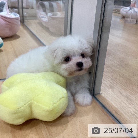 マルチーズの写真