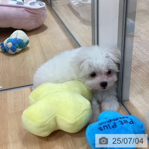 マルチーズの写真