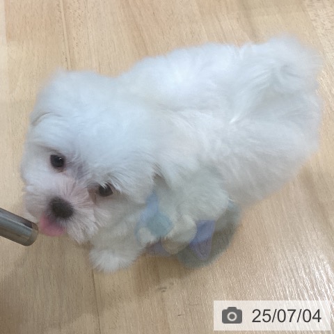マルチーズの写真