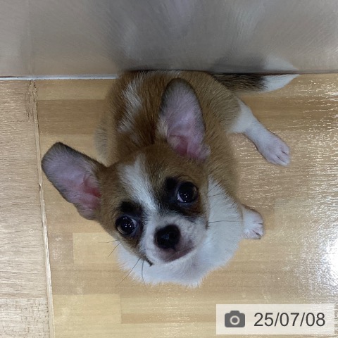 チワワの写真