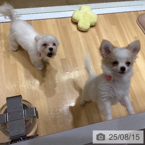 チワワの写真
