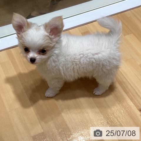チワワの写真