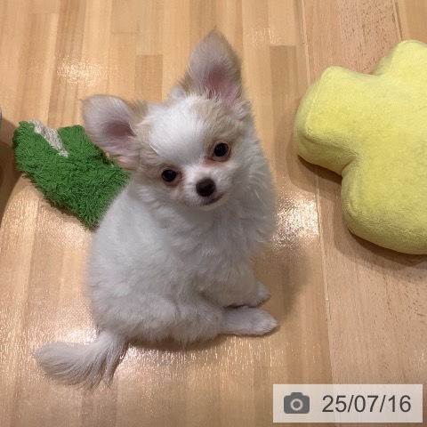 チワワの写真