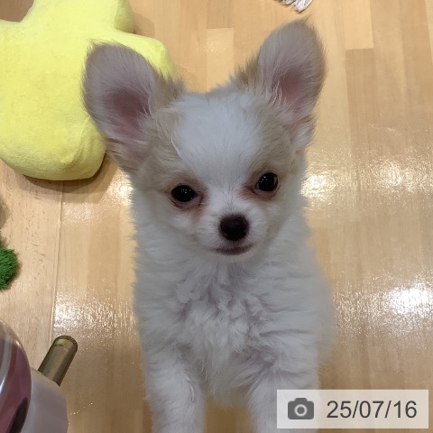 チワワの写真