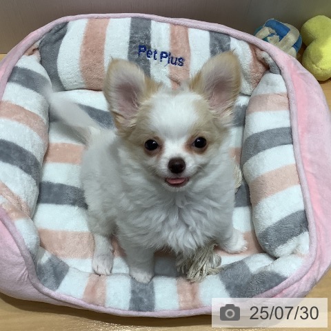 チワワの写真