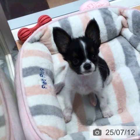 チワワの写真