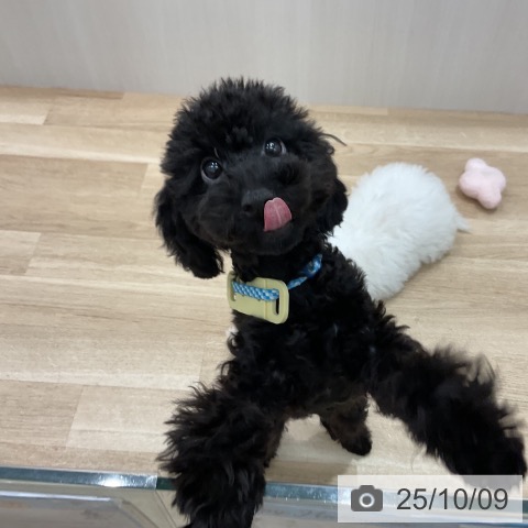 トイ・プードルの写真